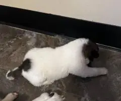 AKITA Puppies Coming Soon