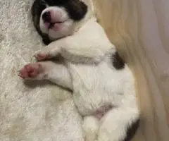 AKITA Puppies Coming Soon