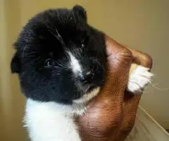 AKITA Puppies Coming Soon