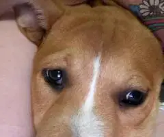 Male Husky Pitbull Mix Puppy