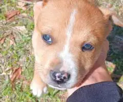 Male Husky Pitbull Mix Puppy