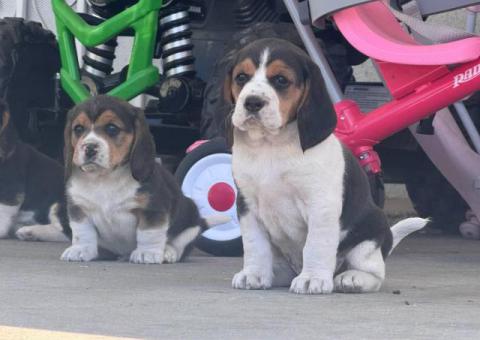 5 Beagle puppies