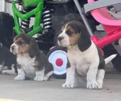 5 Beagle puppies