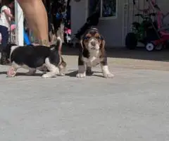 5 Beagle puppies