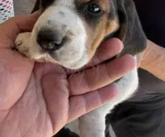 5 Beagle puppies