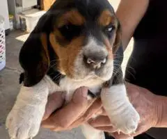 5 Beagle puppies