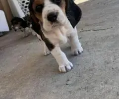 5 Beagle puppies