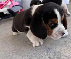 5 Beagle puppies
