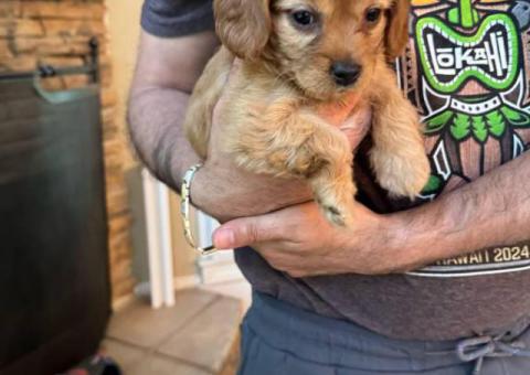 3 F2 Cavapoo puppies for Sale