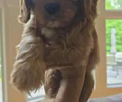 3 F2 Cavapoo puppies for Sale