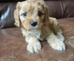 3 F2 Cavapoo puppies for Sale
