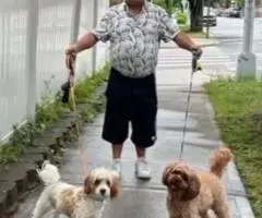 3 F2 Cavapoo puppies for Sale