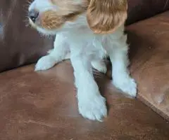 3 F2 Cavapoo puppies for Sale