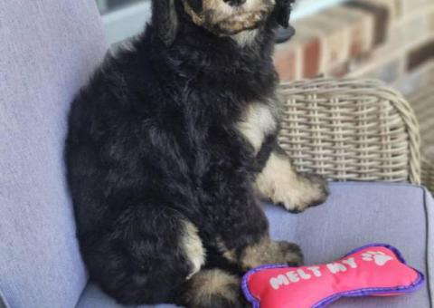 AKC Standard Poodle puppies for sale