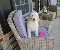 AKC Standard Poodle puppies for sale