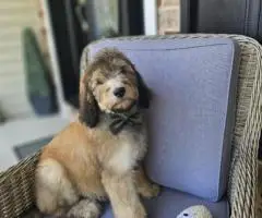 AKC Standard Poodle puppies for sale