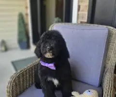 AKC Standard Poodle puppies for sale