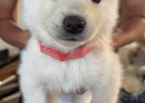 Beautiful white husky puppies $100