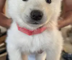 Beautiful white husky puppies $100