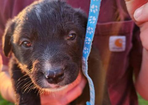 Border Aussie Lab Mix