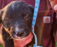 Border Aussie Lab Mix