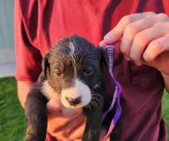 Border Aussie Lab Mix