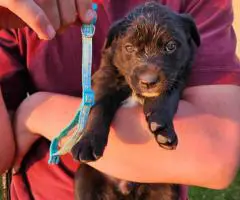 Border Aussie Lab Mix