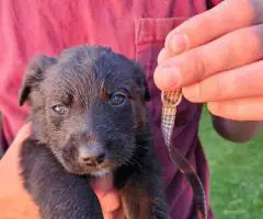 Border Aussie Lab Mix