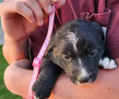 Border Aussie Lab Mix