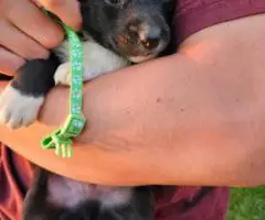 Border Aussie Lab Mix