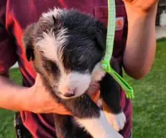 Border Aussie Lab Mix