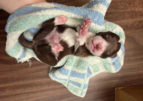 8 beautiful purebred Border Collie puppies