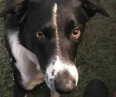 8 beautiful purebred Border Collie puppies