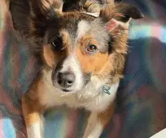 8 beautiful purebred Border Collie puppies