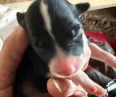 8 beautiful purebred Border Collie puppies