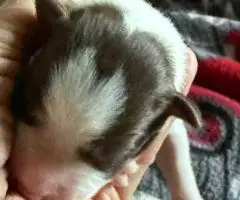 8 beautiful purebred Border Collie puppies