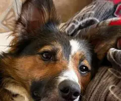 8 beautiful purebred Border Collie puppies