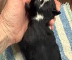 8 beautiful purebred Border Collie puppies