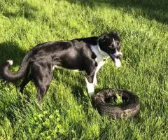 8 beautiful purebred Border Collie puppies