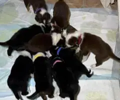 8 beautiful purebred Border Collie puppies