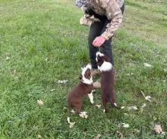 8 beautiful purebred Border Collie puppies