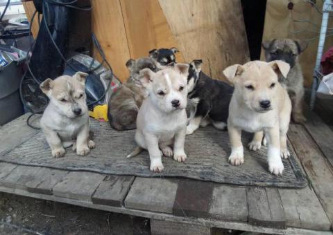 Husky-Pitbull cross puppies