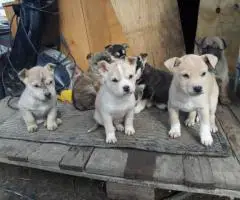 Husky-Pitbull cross puppies