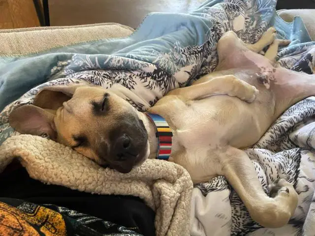 Male Pitbull puppy needs a home