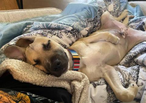 Male Pitbull puppy needs a home
