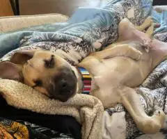 Male Pitbull puppy needs a home
