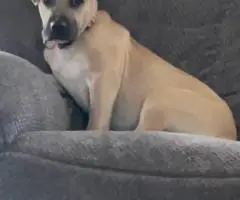 Male Pitbull puppy needs a home