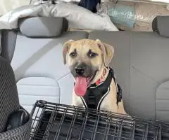 Male Pitbull puppy needs a home