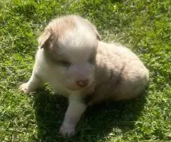 Australian Shepherd Puppies for Sale