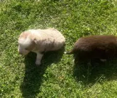 Australian Shepherd Puppies for Sale
